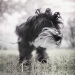 A fluffy toy dog photo shot in infrared
