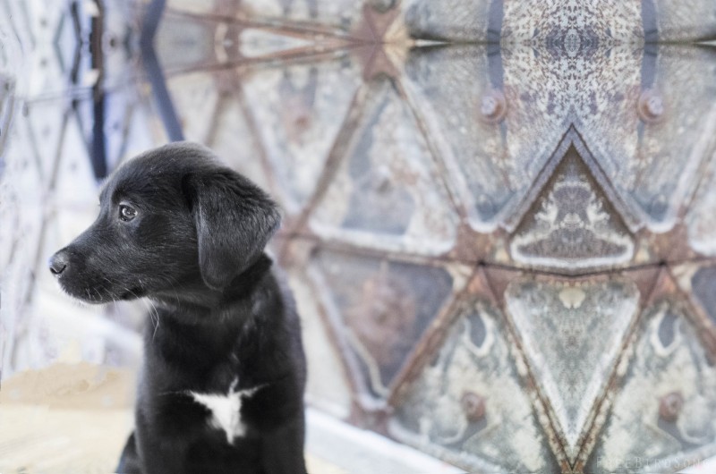 Surreal Photo of a Baby Lab on Davie Street