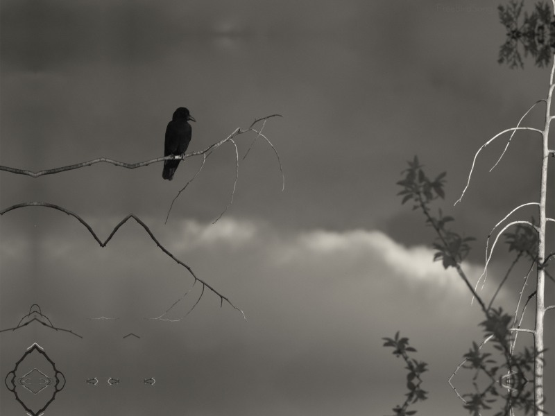 Eerie Photo of a solo crow at Still Creek Burnaby