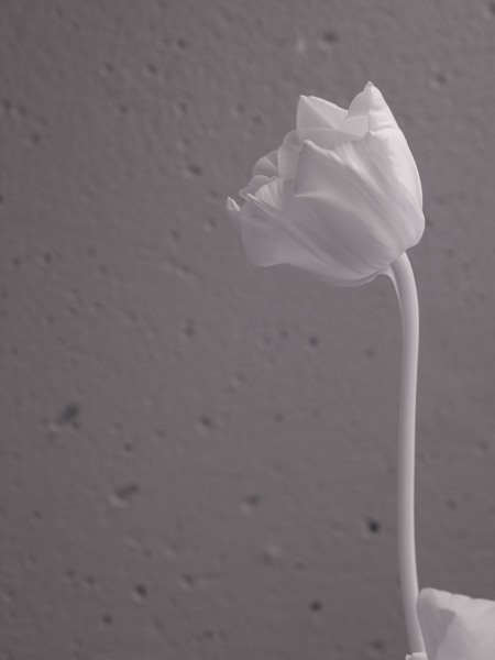 otherworldly surreal delicate photo of an angelique tulip taken in infrared light