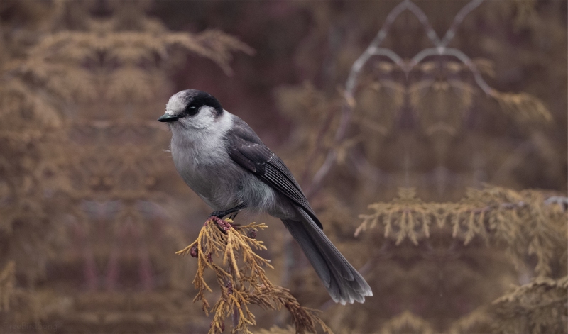 Photo of a Chickadee