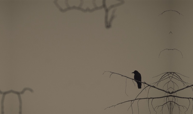 Eerie Photo of a lone crow at Still Creek Burnaby