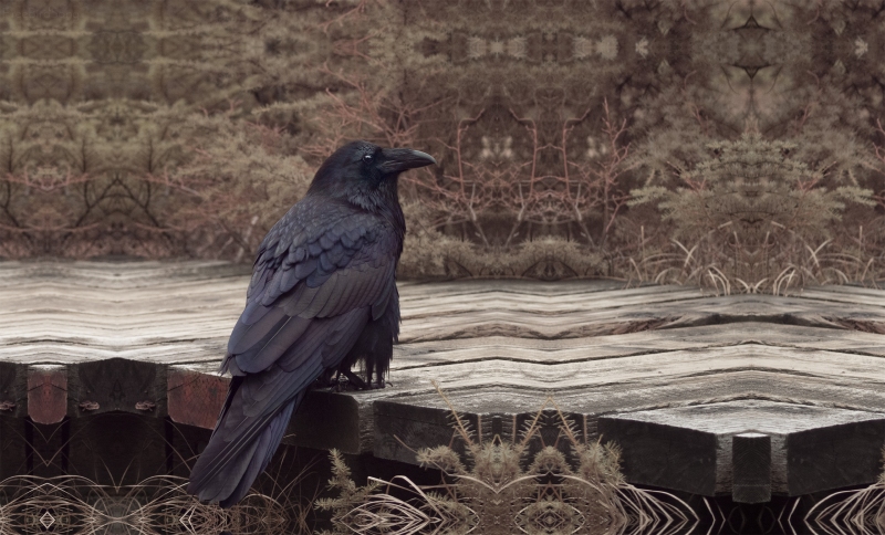 otherworldly surreal photo taken in full spectrum light of a Raven at Black Mountain